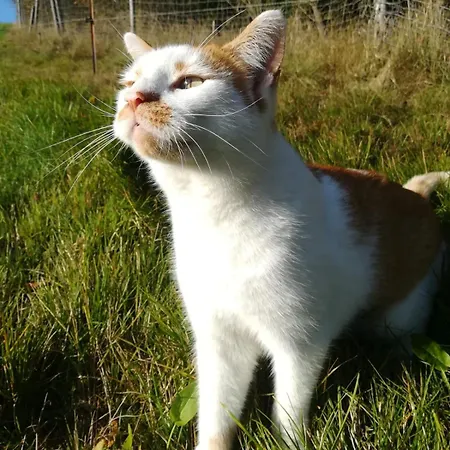 Naturidylle Vogtland - Erholsame Im Gruenen Appartement *